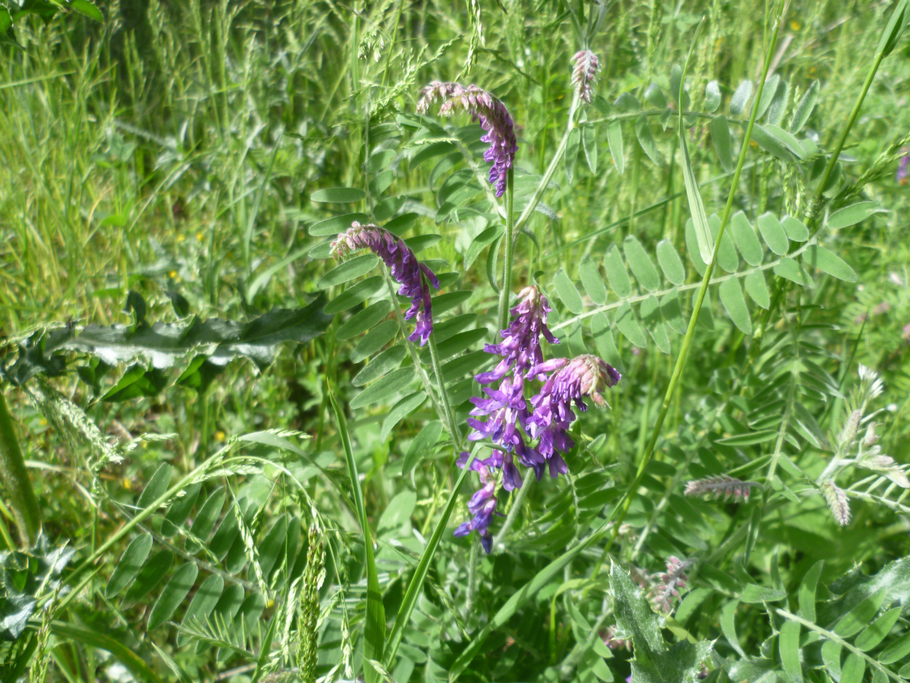 vesce cracca
vicia cracca
