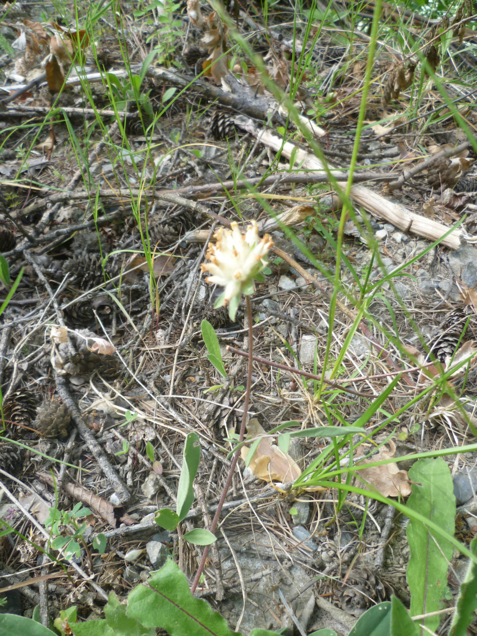 anthyllide vulnéraire
anthyllis vulneraria