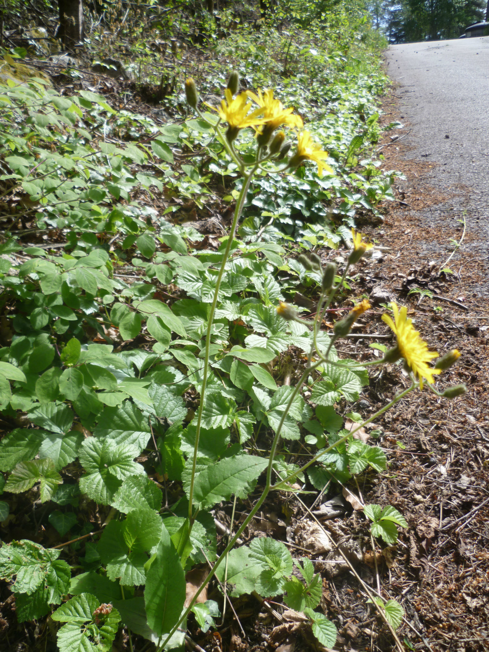 épervière des bois
hieracium sylvaticum