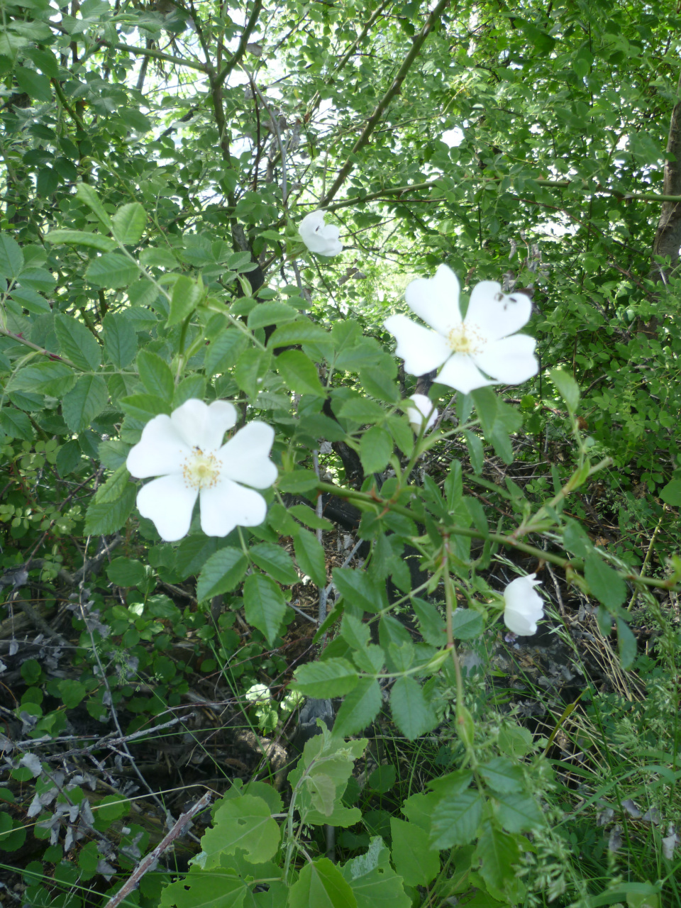 églantier
rosa canina